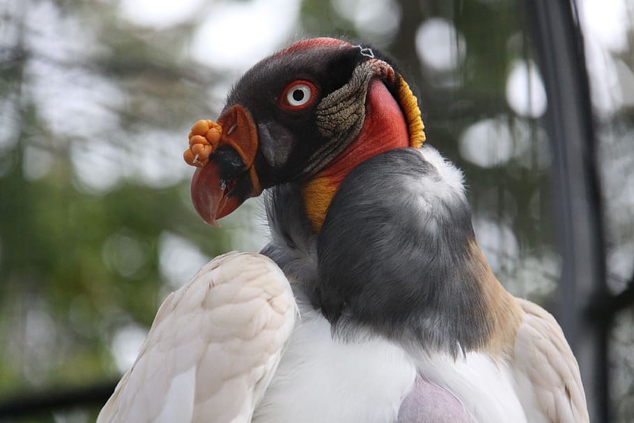 king vulture, vulture, raptor, bird of prey, color, zoo, scavengers, bird, colorful, animal themes