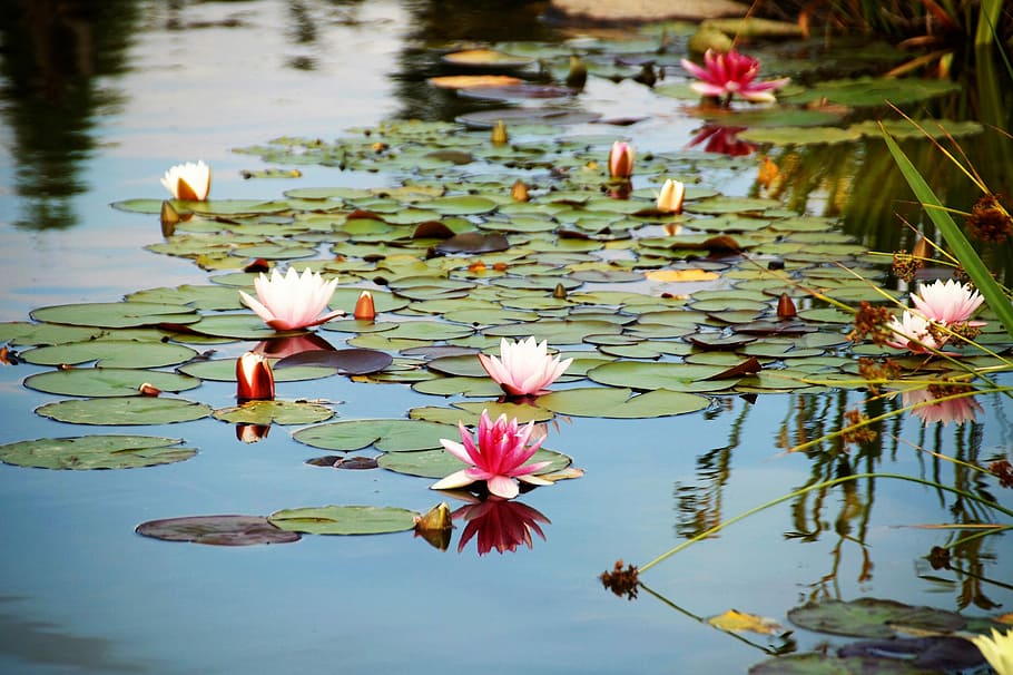 Laguna, Waterlily, Air Bunga, buatan, area air, romantis, bunga lily pad, alam, air Lily, kolam