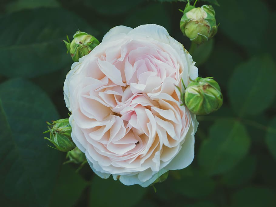 rosa, fotografía macro de flor de peonía, flor, verde, hoja, pétalo, jardín, al aire libre, naturaleza, planta