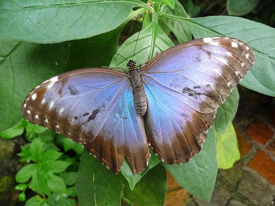 morpho butterfly perching, green, ovate leaf, daytime, butterfly, butterfly house mainau, blue, insect, nature, butterfly - Insect