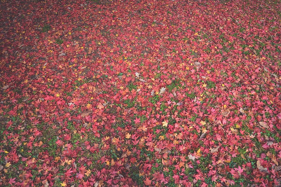 red, leaves, red Maple, Maple tree, autumn, fields, grass, green, pink, nature