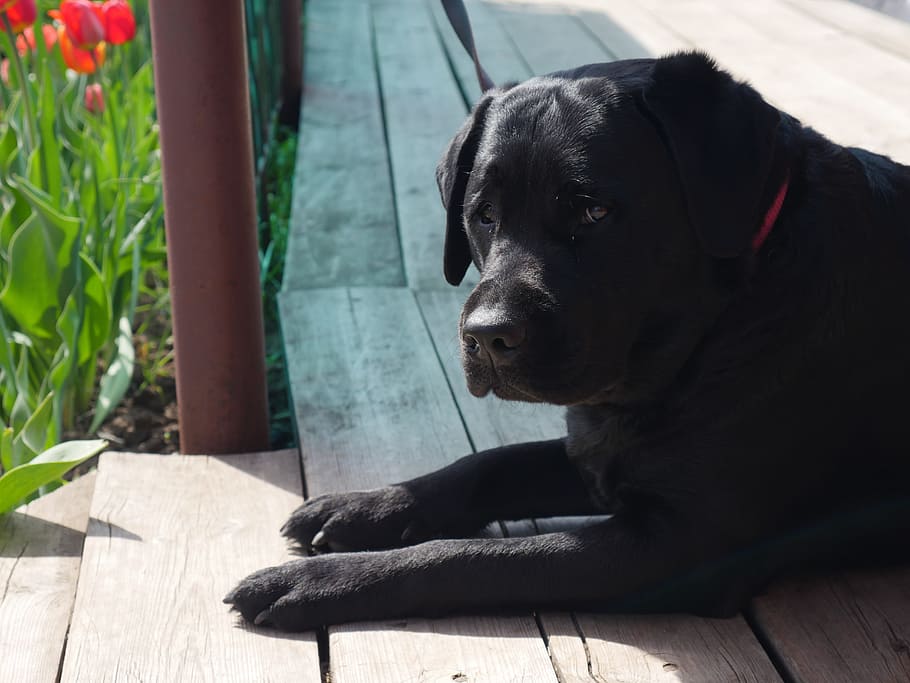Black Dog, Labrador, Purebred, Pets, perro, devoción, puntos de vista, retrato, mascota, el sol brillante