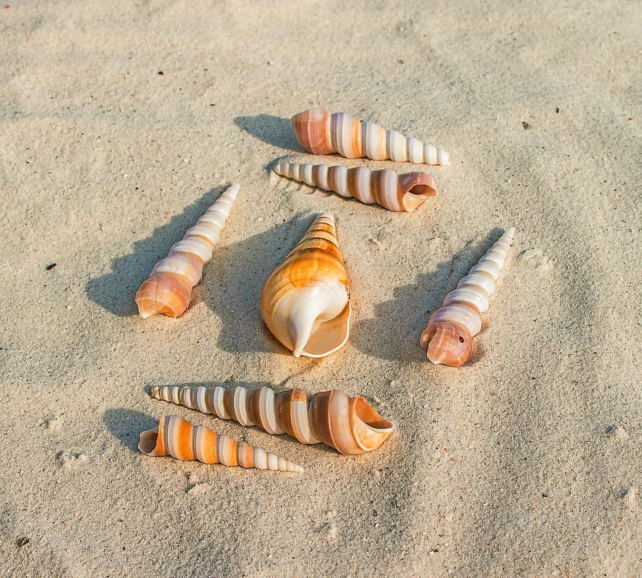 sete, conchas do mar, branco, areia, dia, praia, animal marinho, gastrópode, molusco, verão