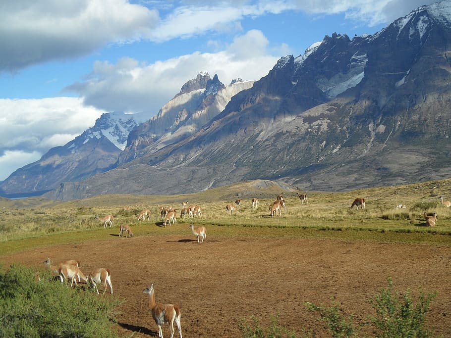 brown, white, llamas, ground, mountain range background, blue, sky, clouds, daytime, Patagonia