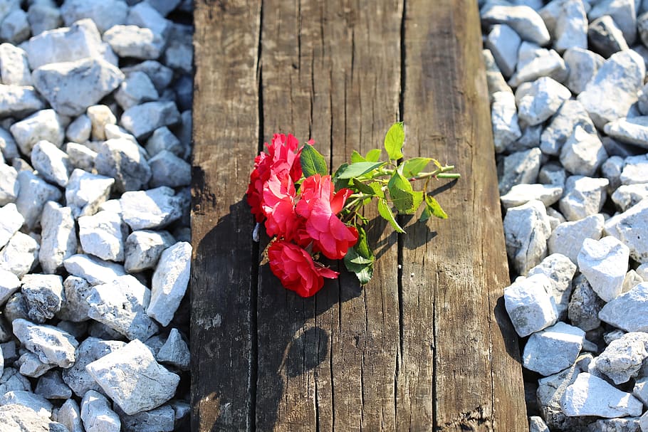 red roses on railway, train accident, tragedy, lost lives, drive carefully, rail crossing, nature, flower, wood - material, red