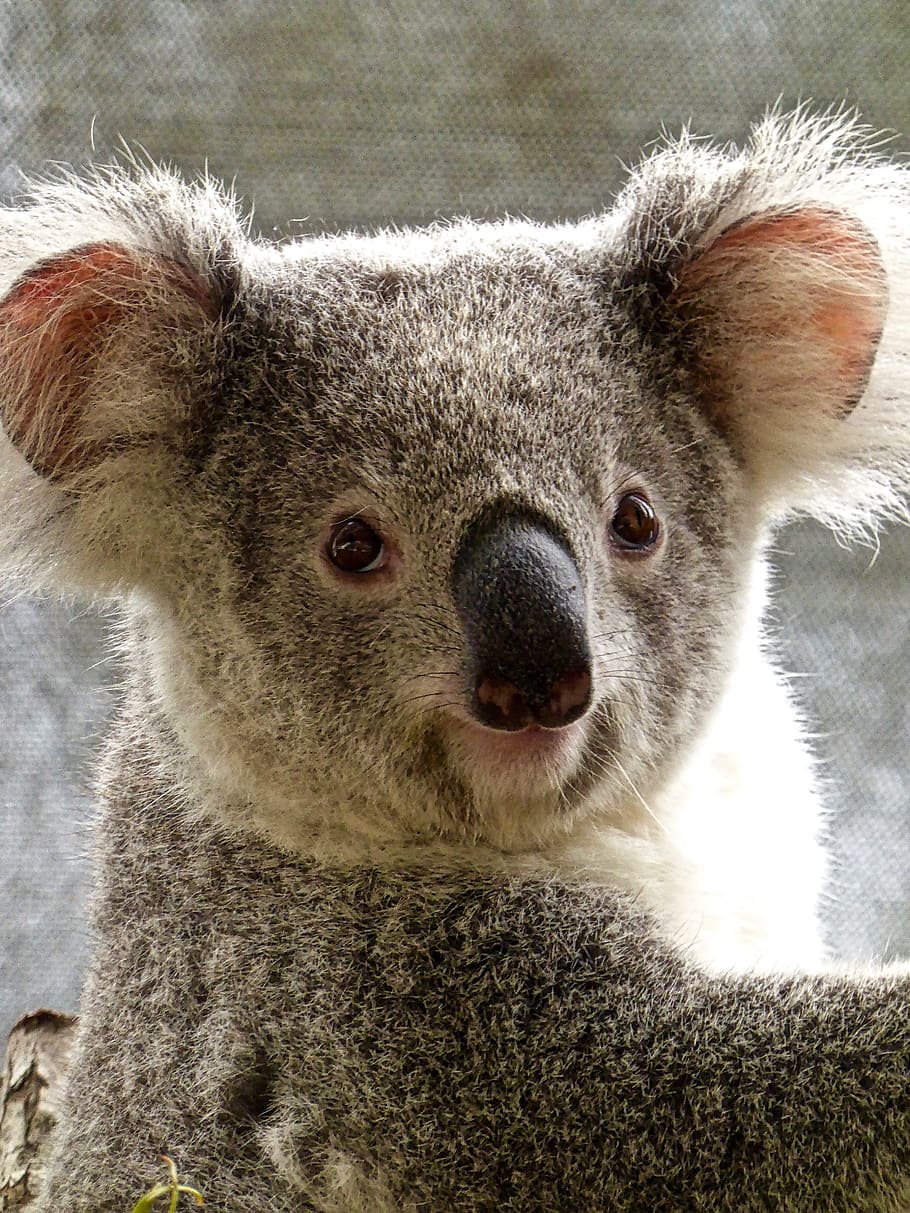 hitam, putih, koala, beruang, australia, imut, marsupial, margasatwa, suka diemong, ikon