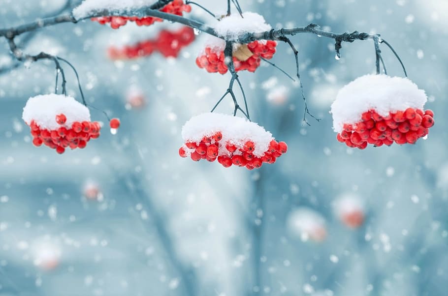 fechar, foto de foco, coberto de neve, vermelho, bagas, galho de árvore, outono inverno, fechar-se, foco, foto