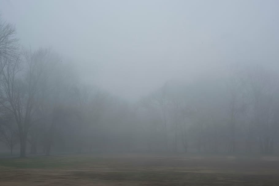 forest, surrounded, smoke, trees, plant, nature, outdoor, fog, cold, weather