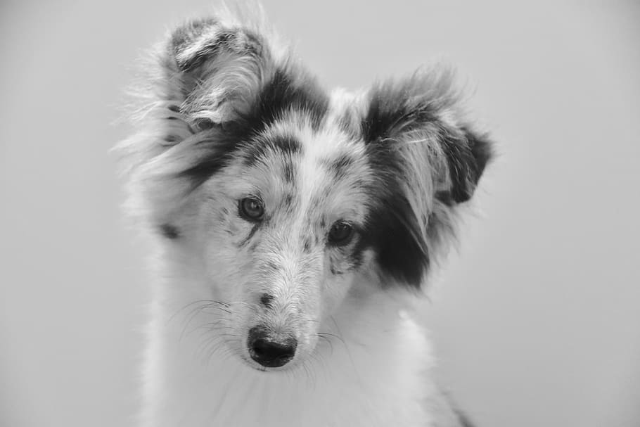 cão, jovem cadela, foto em preto e branco, cão shetland sheepdog, cor azul merle, princesa cadela azul, raça pura, retrato cão shetland sheepdog, canino, cachorrinho