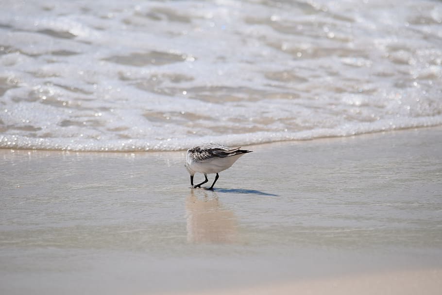sanderling, shore bird, animal, nature, sand, beach, travel, gulf of mexico, panama city beach, animal themes
