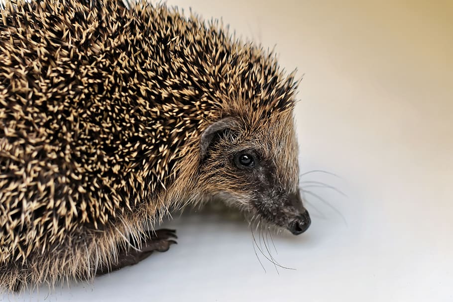 hedgehog child, small, 240g, cute, animal, spur, brown, charming, prickly, hannah