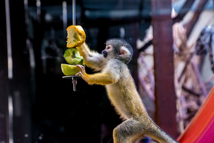 primate holding fruits, squirrel monkey, monkey, äffchen, eat, curious, cute, animal, creature, climb