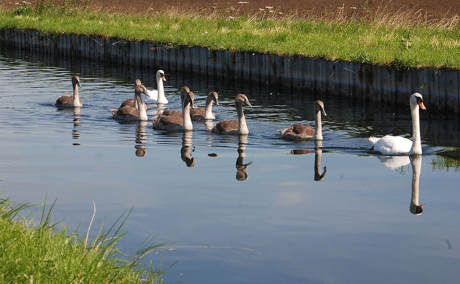 swans, cygnets, water, reflection, nature, river, family, animals in the wild, bird, animal wildlife