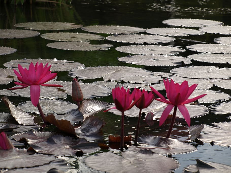 lotus, flowers, lake, lily, the body of water lotus, flower, water, flowering plant, water lily, beauty in nature