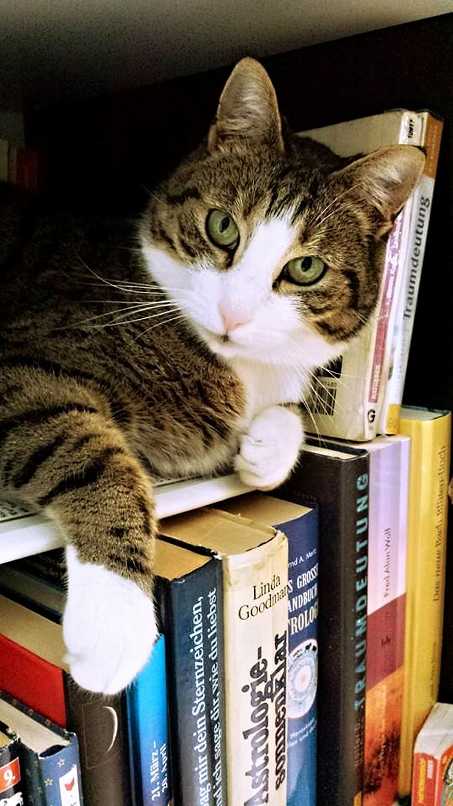 short-fur, gray, tabby, cat, lying, top, books, tamara, fur, paws