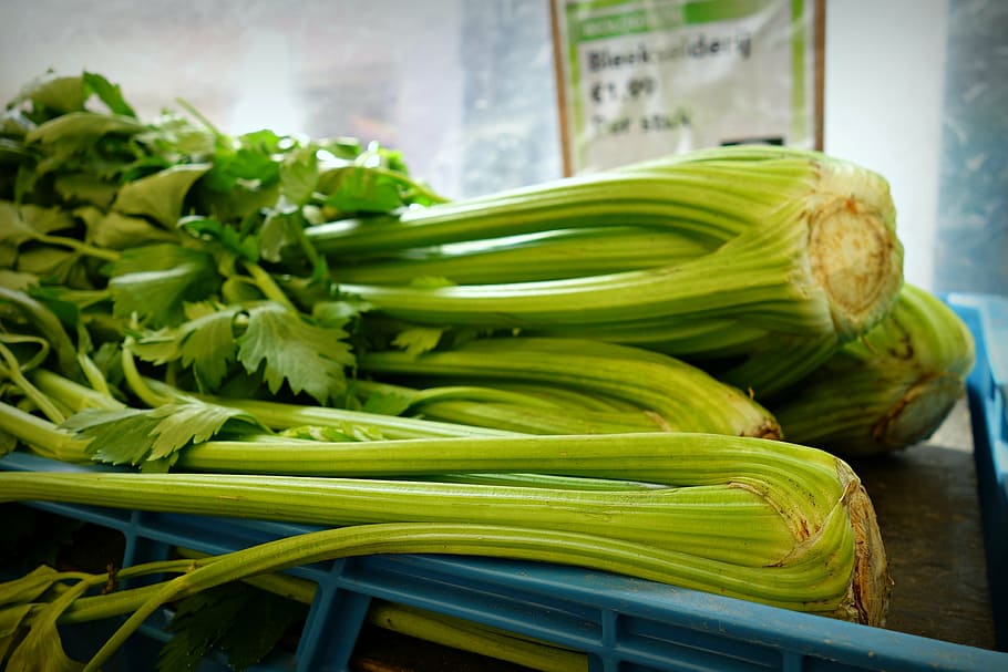 close-up photo, green, vegetables, blue, rack, celery, shrub celery, vegetable, fresh, fresh vegetables