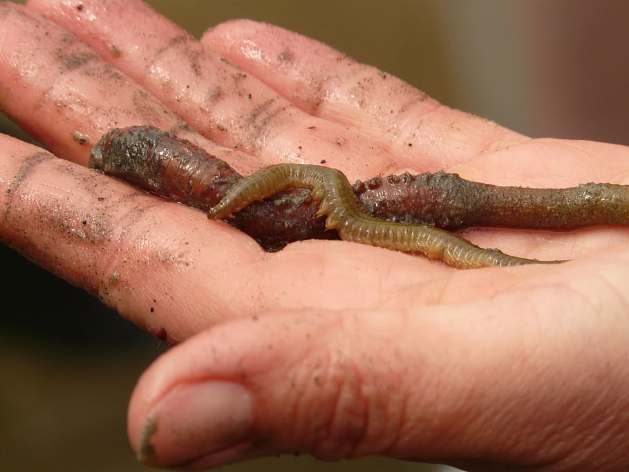 lake striped worm, worm, worm species, nereis diversicolor, annelid, wadden sea, watts, north sea, hand, slick