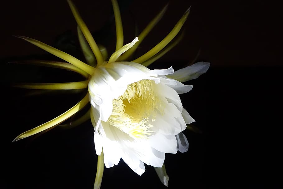 flor, pitaya flor, branca, pura, Planta de florescência, frescura, pétala,  vulnerabilidade, fragilidade, beleza da natureza | Pxfuel