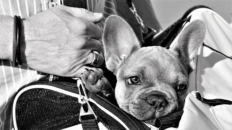 bulldog Perancis, anak anjing, tangan, manusia, tas, anjing, kecil, manis, imut, mata