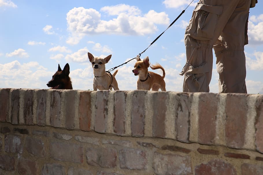 dogs, little, big, sky, wall, chihuahua, german shepherd, blue sky, brick wall, autumn