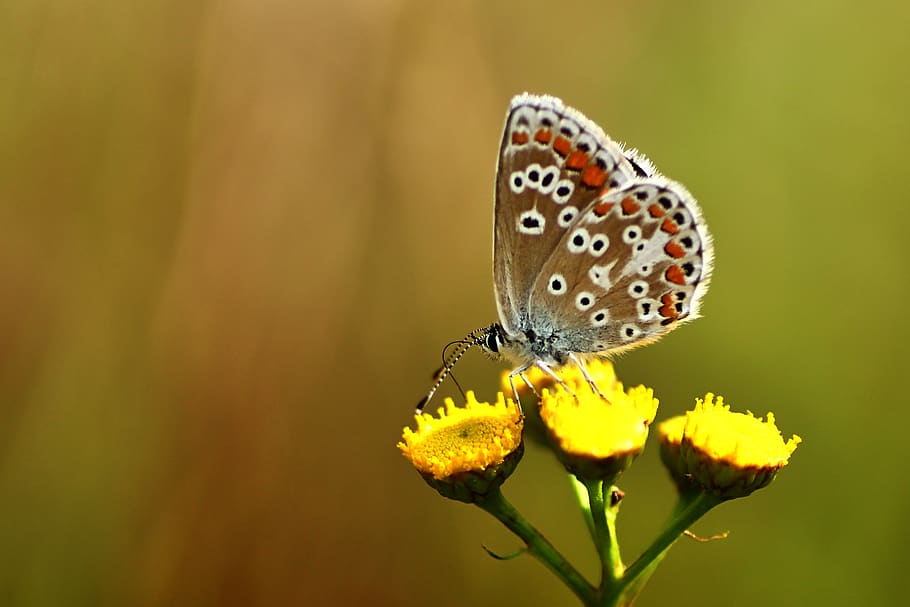 butterfly, common blue, insect, nature, summer, butterflies, close up, meadow, macro, animal
