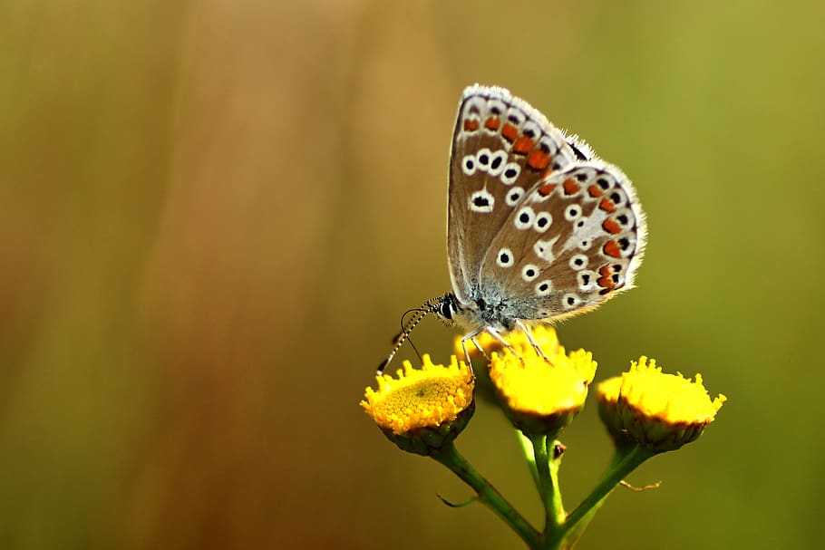 mariposa, azul común, naturaleza, verano, mariposas, cerrar, prado, macro, animal, ala