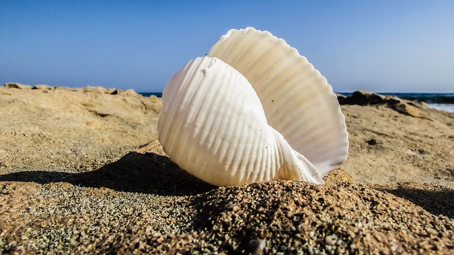 white, conch shell, sand, daytime, seashell, shell, beach, sea, summer, nature