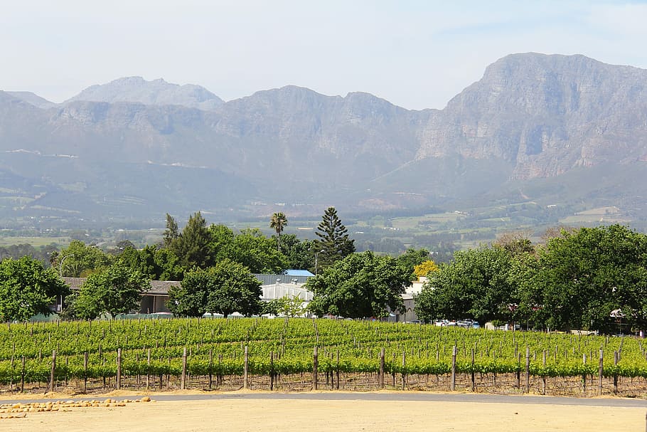 Vineyard, Vine, Views, breathtaking, beautiful, amazing, green, greenery, wine tour, wine