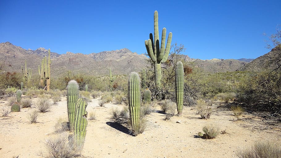 desert, cactus, arizona, tucson, shrubs, sand, saguaro, succulent plant, saguaro cactus, arid climate