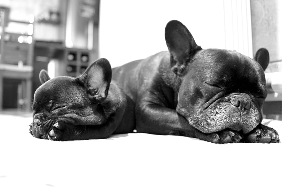 two, black, french, bulldog, puppies, lying, white, floor, dog, dogs