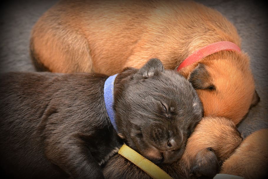 puppy, sleep, dog puppies, hybrid, boxer, belgian shepherd dog, tired, rest, baby, animals