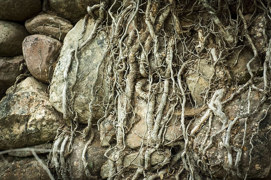 texture, roots, tree, bark, trunk, old, rocks, stones, medieval, full frame