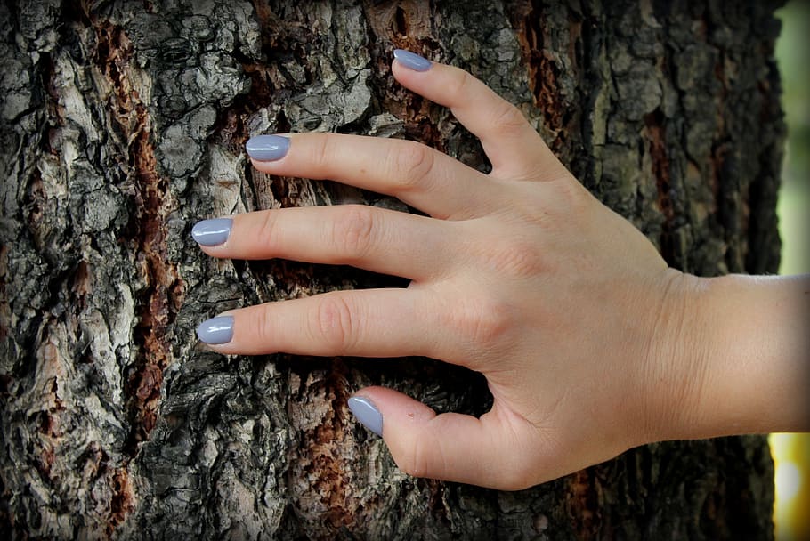 mano, la mano, uñas, charol, mujer, gente, manos, mano humana, tronco de árbol, tronco
