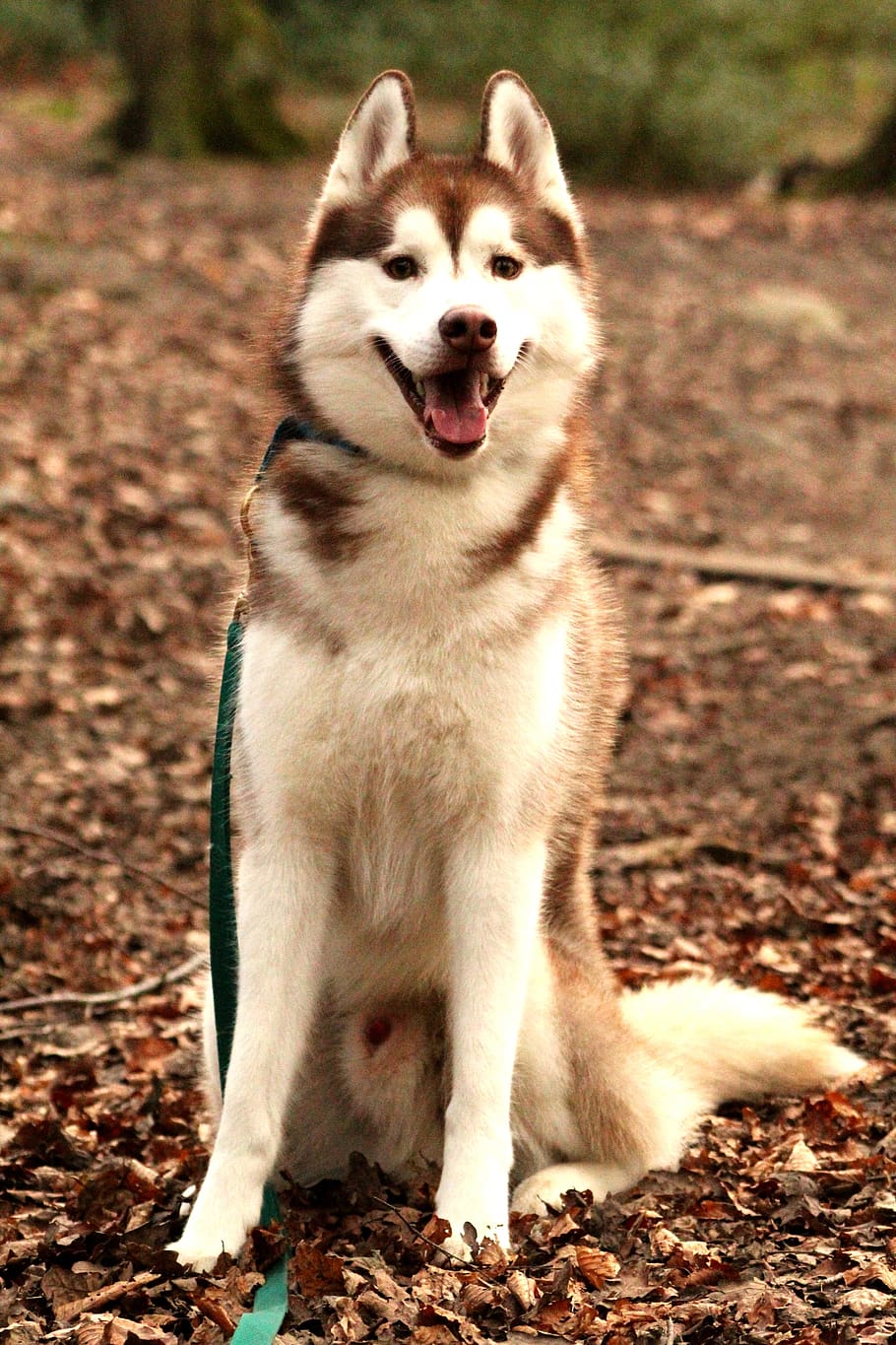 husky siberiano, husky, perro, animal, mascota, doméstico, canino, al aire libre, temas de animales, un animal