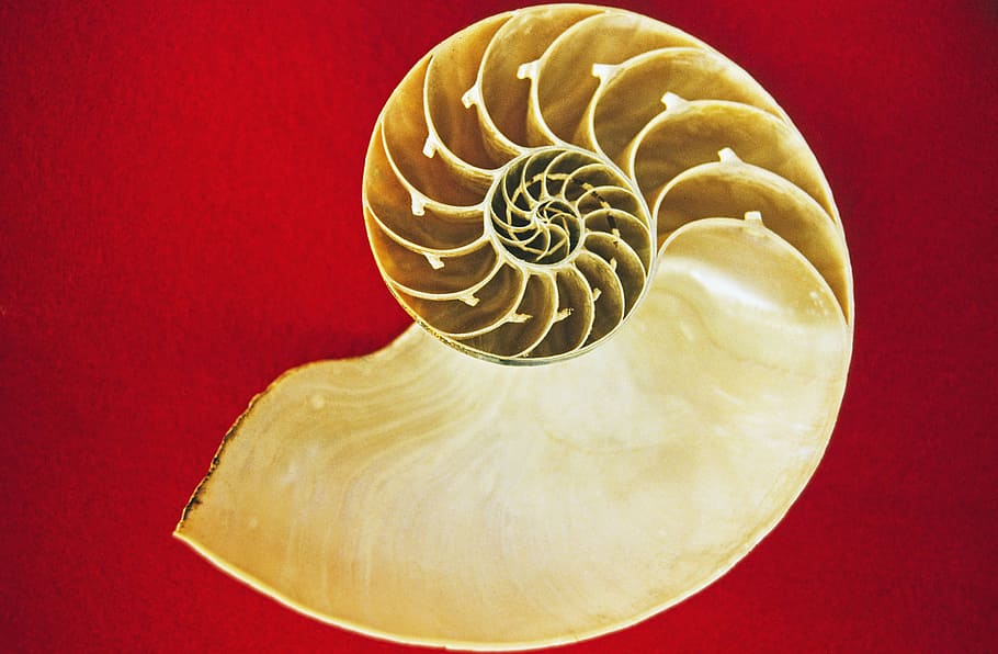 white, conch shell, red, surface, nautilus, cephalopods, sea, holiday, memory, housing