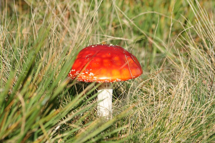 Соленые красные грибы. Мухомор ядовитый гриб. Красный гриб. Красный грибок. Грибы красного цвета.