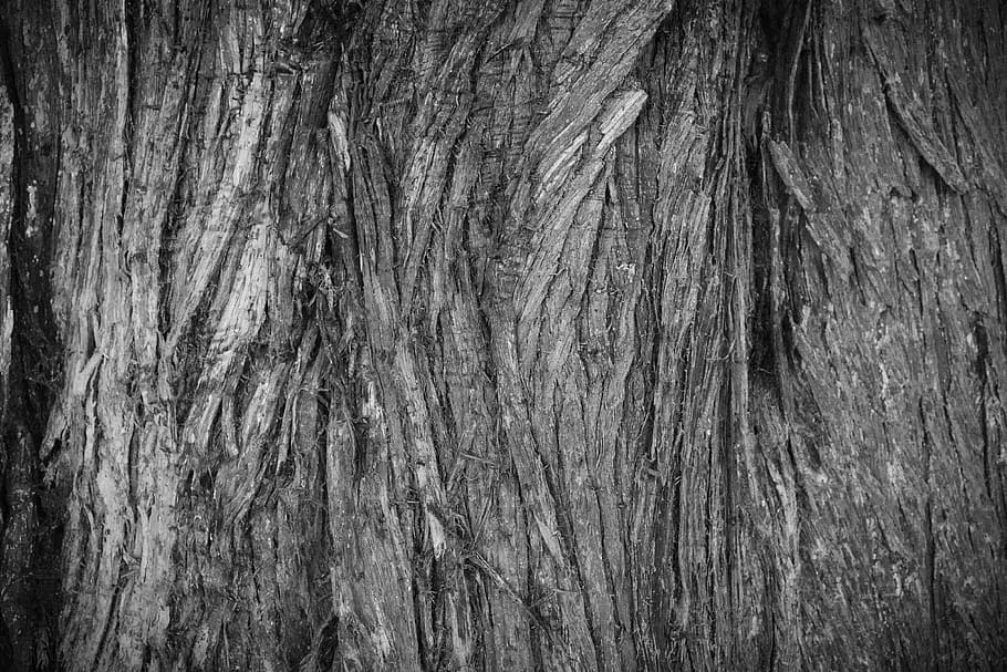 foto grayscale, batang pohon, kulit kayu, pohon, tekstur, merapatkan, kayu, cedar, coklat, alam
