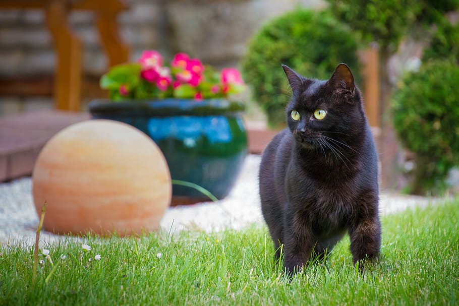 Каких цветов кошки. Hauskatze. The domestic Cat. Pet Cat. Yard Cat.