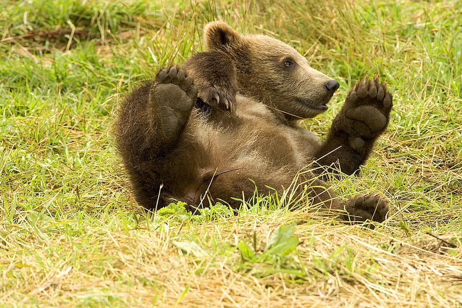 brown, bear, cub, lying, grass field, daytime, brown bear, bear cub, grass, field