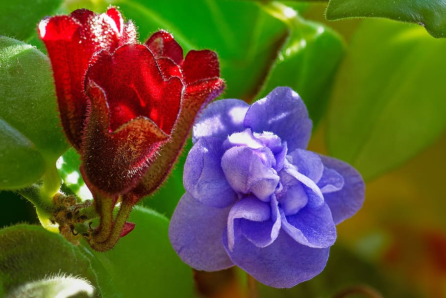 african violets, blossom, bloom, bud, leaves, houseplant, ornamental plant, flora, flower, beauty