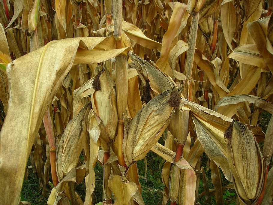 Leaves, Field, Corn, Corn Field, Dry, corn, field, drought, cereal plant, agriculture, crop