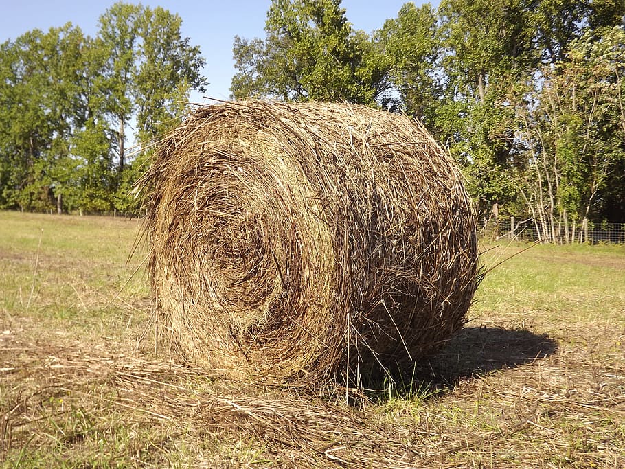 haystack, farm, hay, haystacks, stack, paja, pajar, granja, plant, field