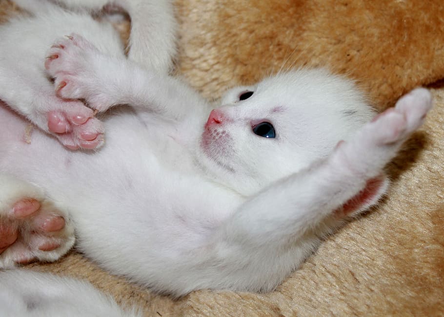 short-haired white kitten, young kittens, sweet, pet, baby cat, animal, cute, pets, small, sleeping