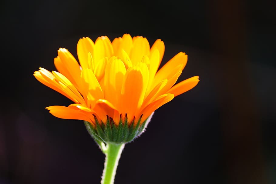 marigold, calendula suffruticosa, marigold flower, nature, plant, meadow, flower, petal, small, botany