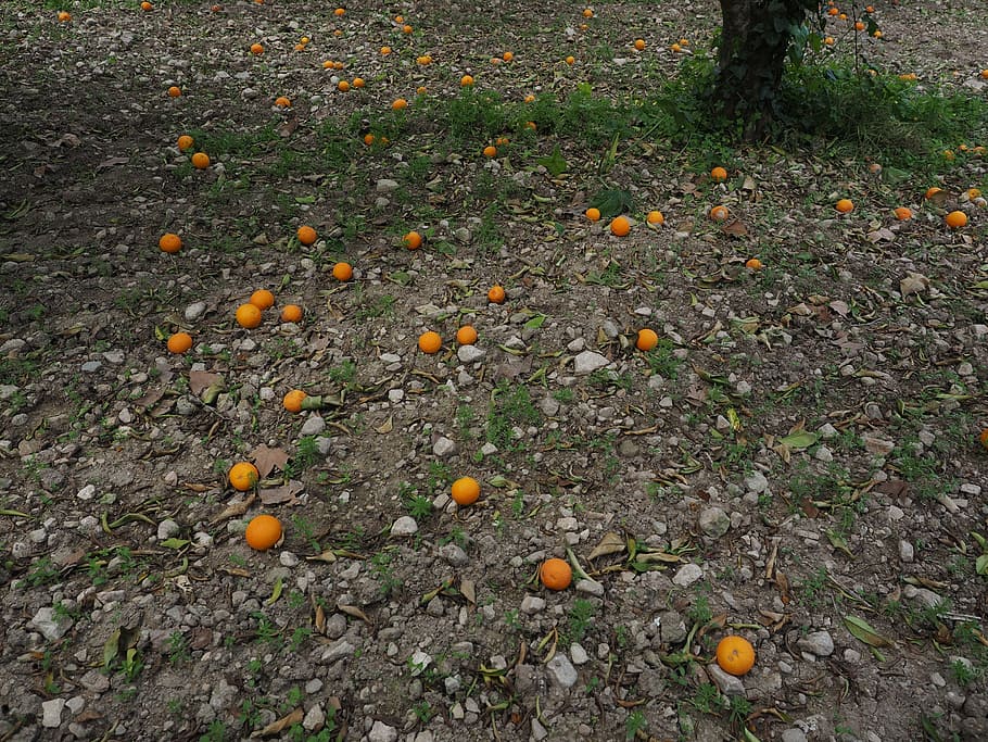 oranges, orange harvest, fruits, ripe, windfall, orange, citrus fruit, healthy, vitamins, delicious