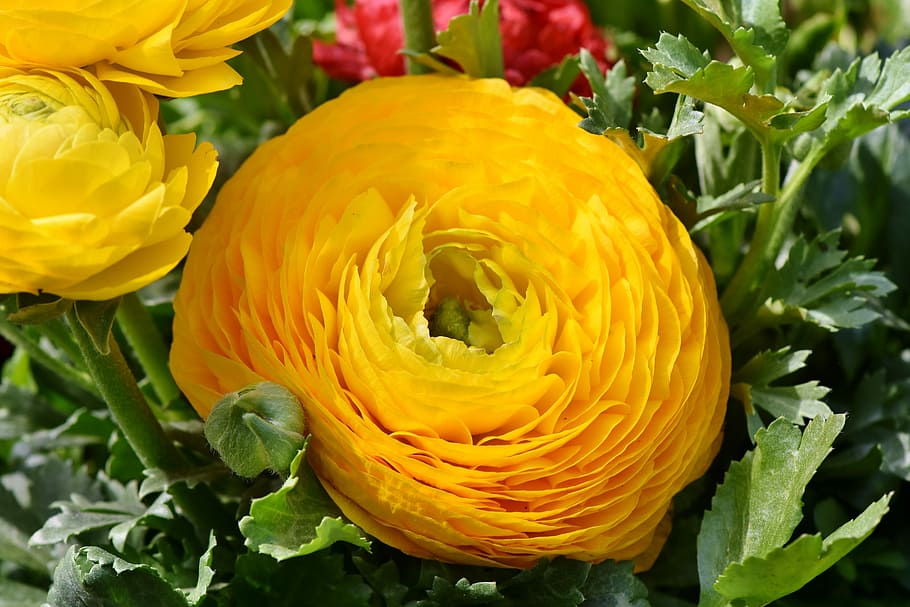 close-up photo, yellow, ranunculus, bloom, ranunculus flower, blossom, schnittblume, petals, spring flower, gorgeous