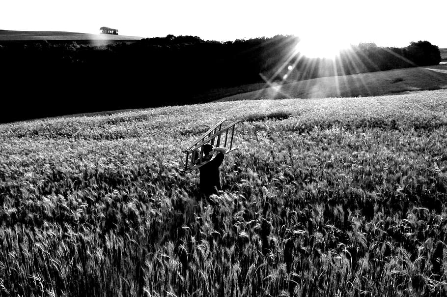 cornfield, head, go your way, sunset, dusk, landscape, cereals, land, plant, field
