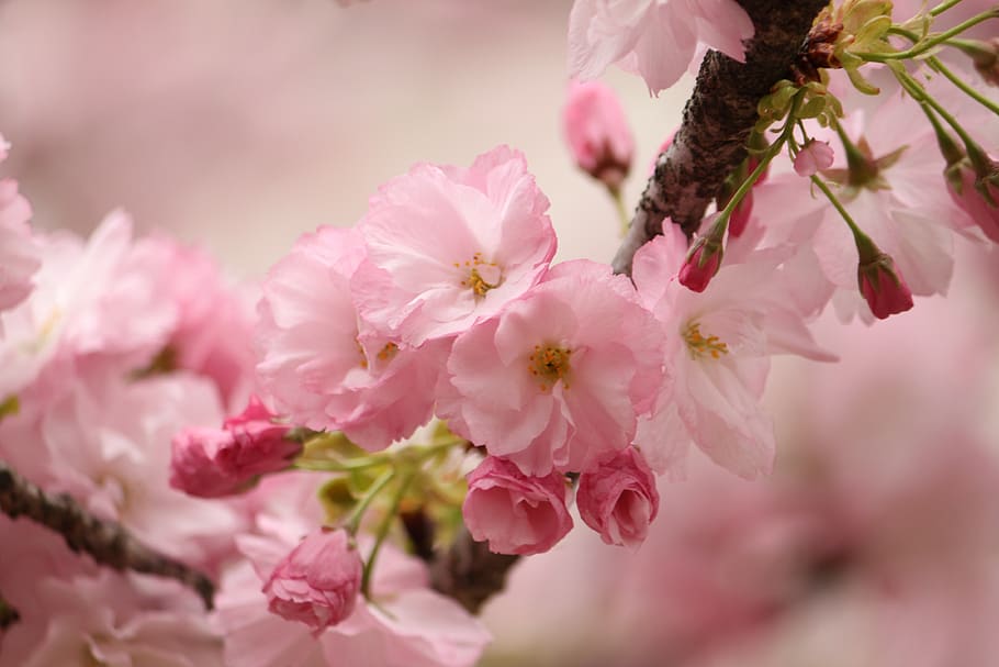 bunga sakura, sakura, mekar, jepang, merah muda, bunga, tanaman berbunga, menanam, kerapuhan, keindahan di alam