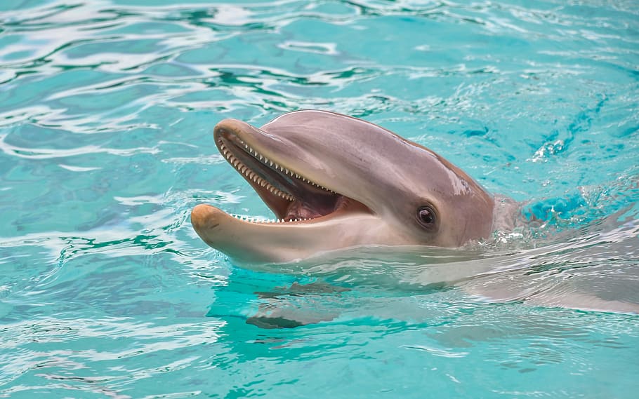 golfinho na água, golfinho, olhar, feliz, água, mamífero marinho, cetáceo, azul, nadar, temas animais