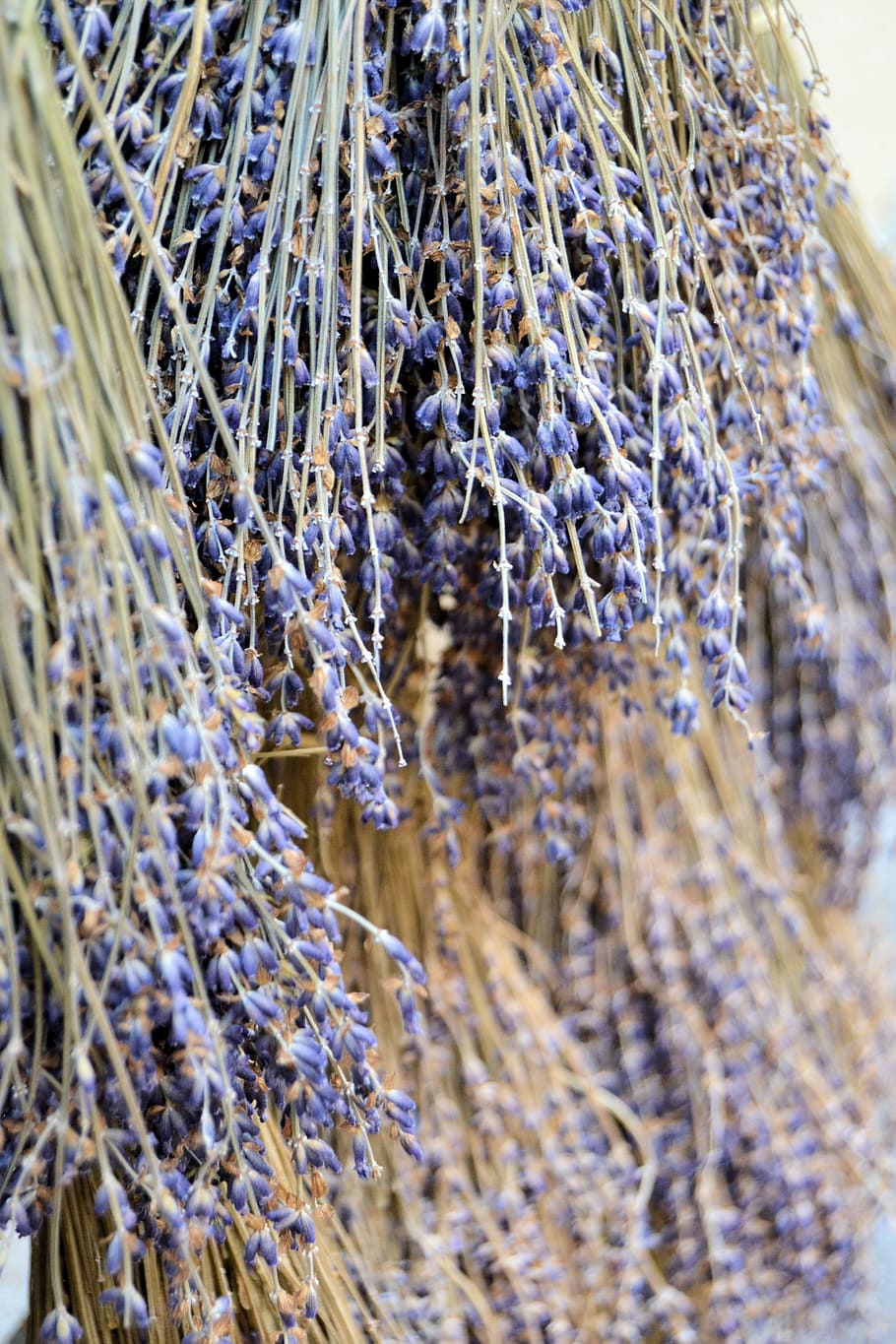 France, Aix-En-Provence, provence, south of france, lavender, purple, violet, blossom, bloom, lavender flowers